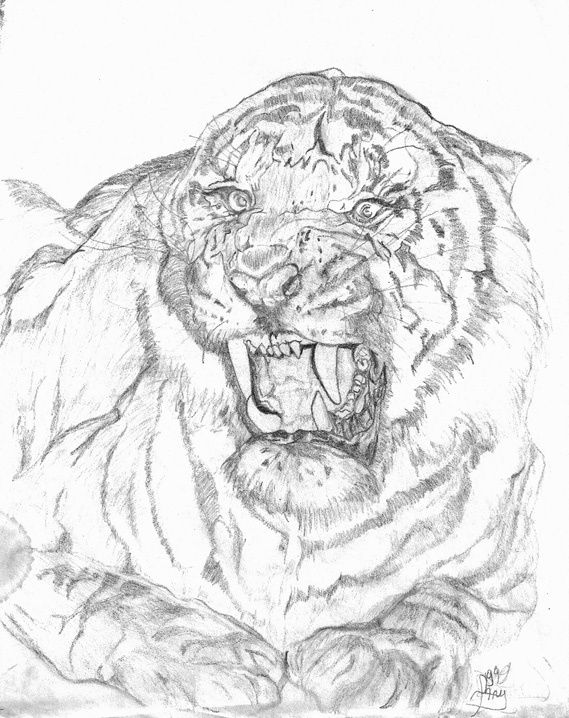 Tête de tigre, reproduction à main levée d'après un cliché, crayon HB sur feuille blanche, 21 x 29,7 cm, 1992