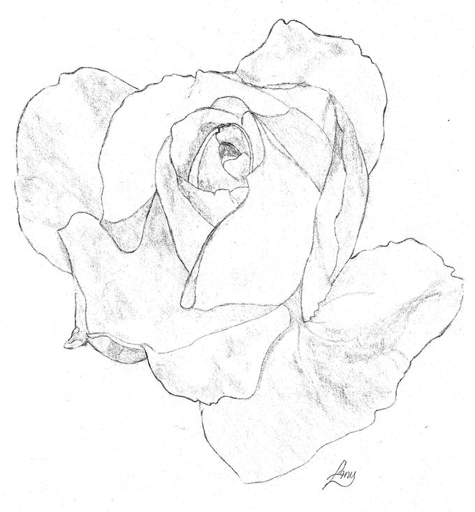 ROSE, dessin au crayon HB sur feuille blanche A4